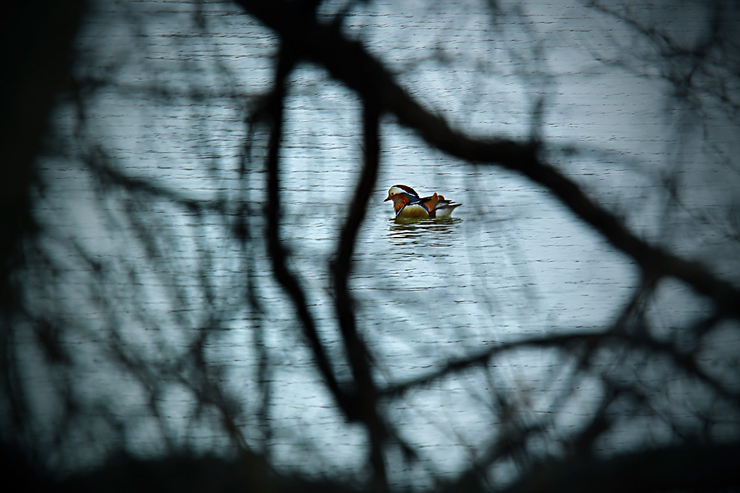 Мандаринка на ветке