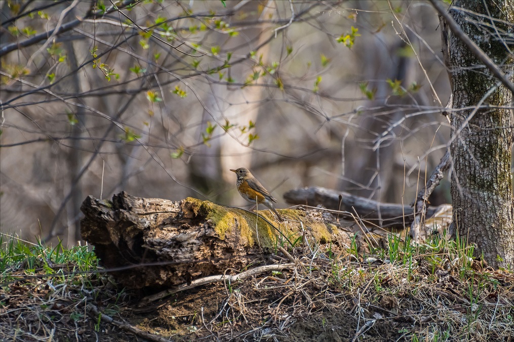 Сизый дрозд