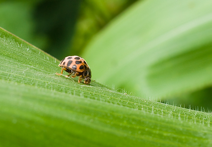 на картошку!