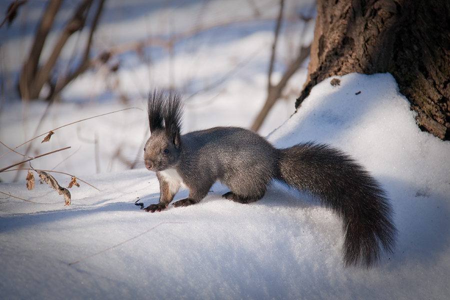 Белко приморско-владивостокское