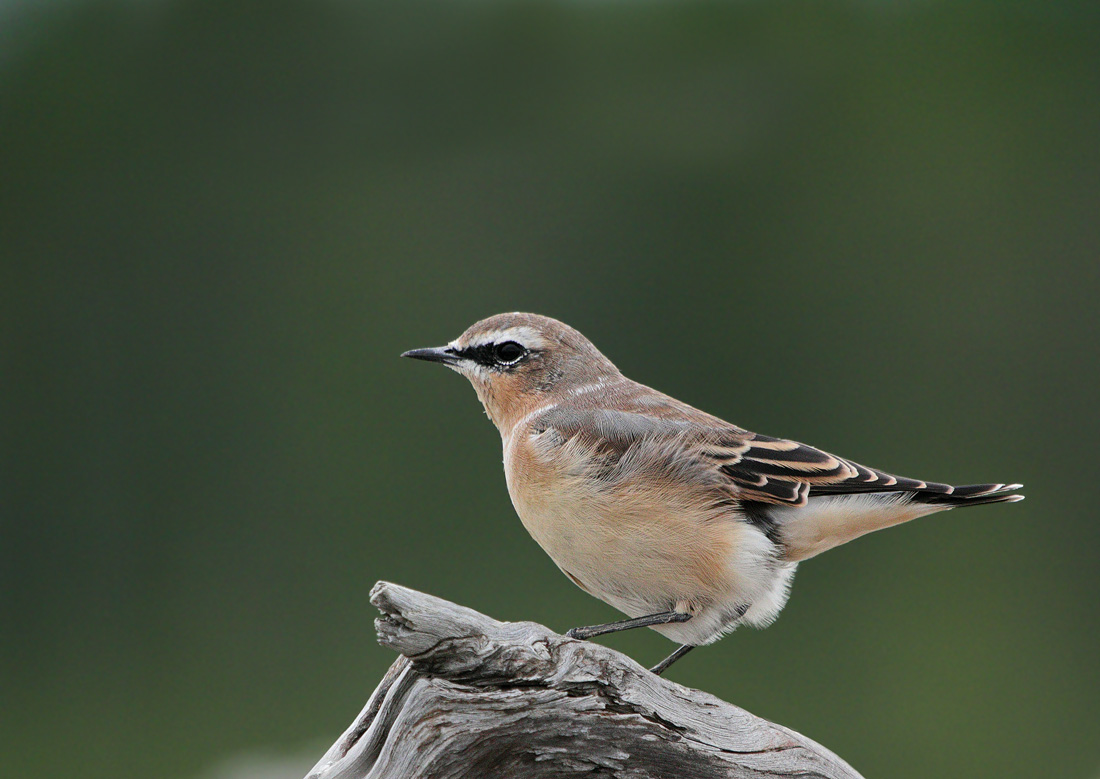 Обыкновенная каменка