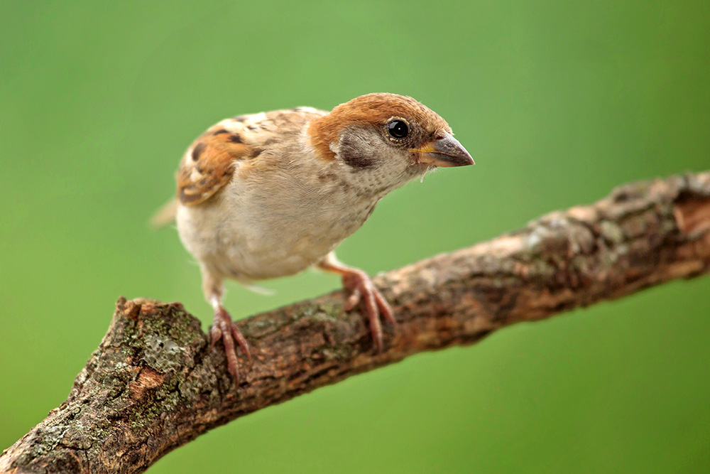 Любопытный домовой воробей