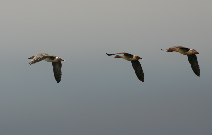 Летящие к северу