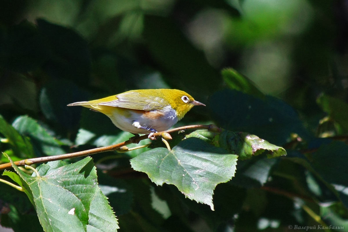 Белоглазка буробокая