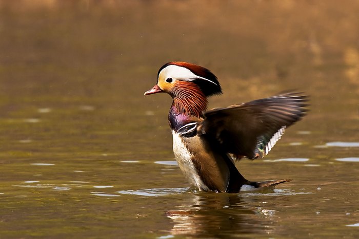 Мандаринка