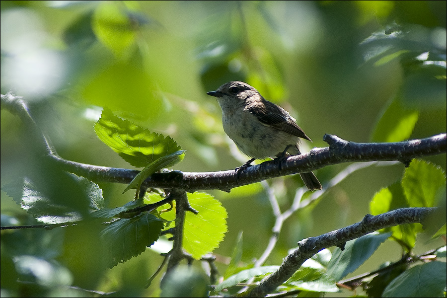 ..обитатель дерева