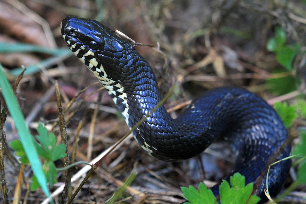 Главное - занять оборону