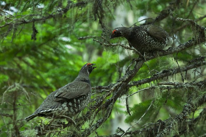 Выяснение отношений.