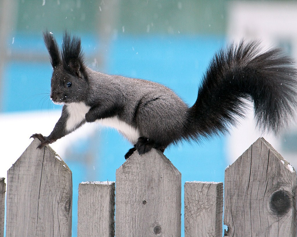 Изящная красавица