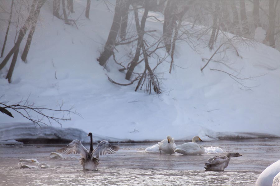 Лебединое Утро
