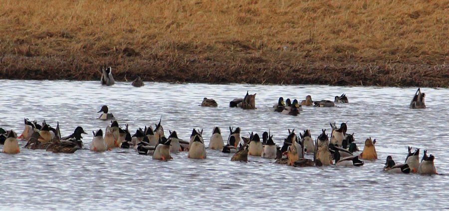 вверх тормашками