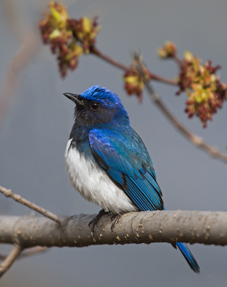 Птица удачи (2)