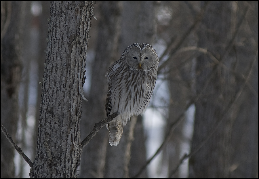 ..неожиданная встреча