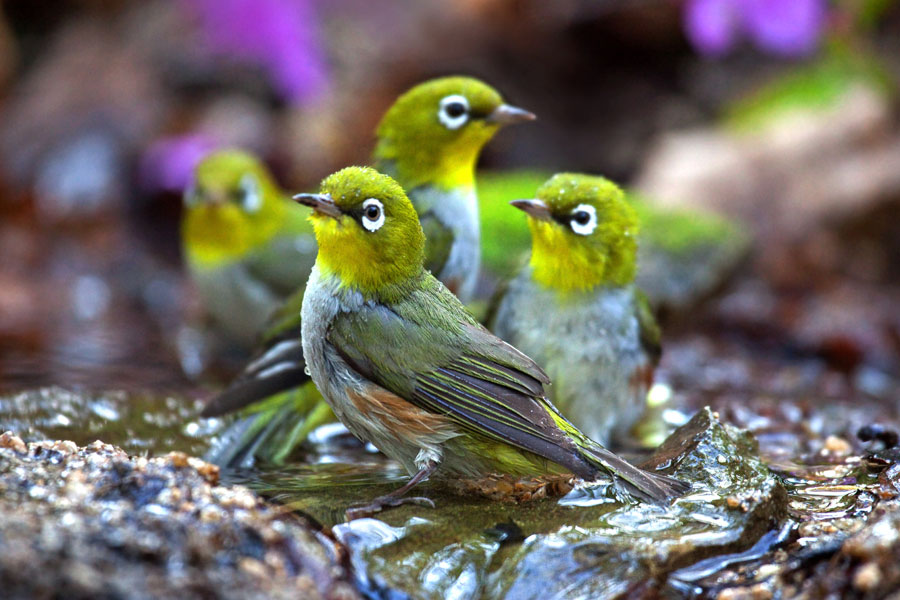 Буробокая белоглазка