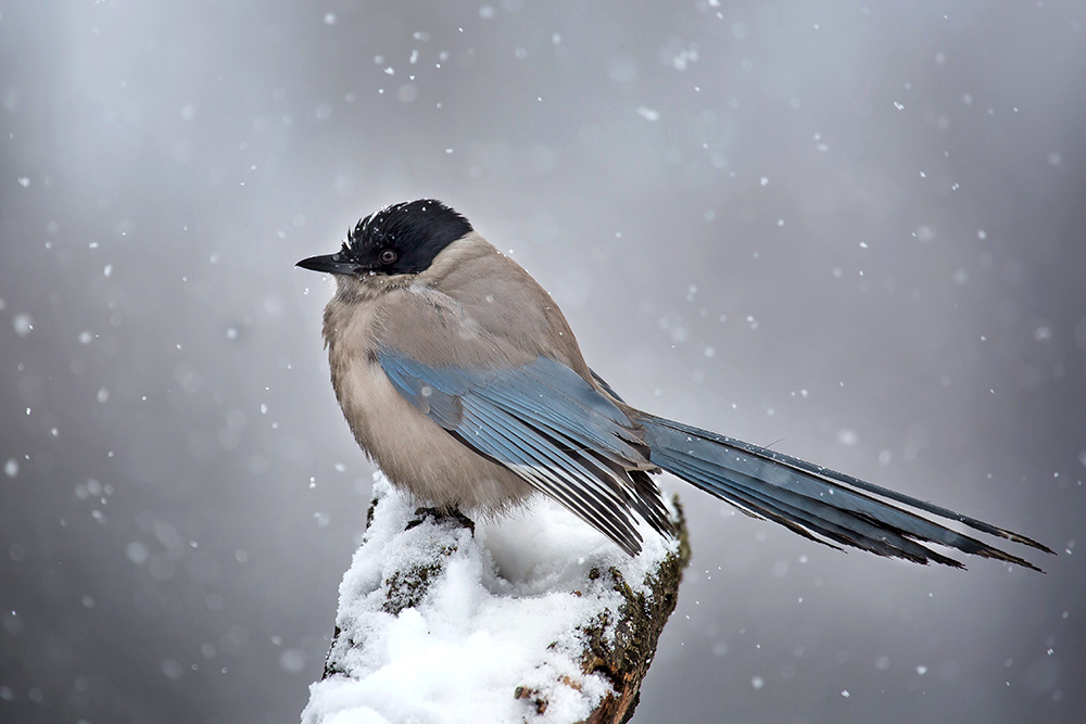 Голубая сорока2