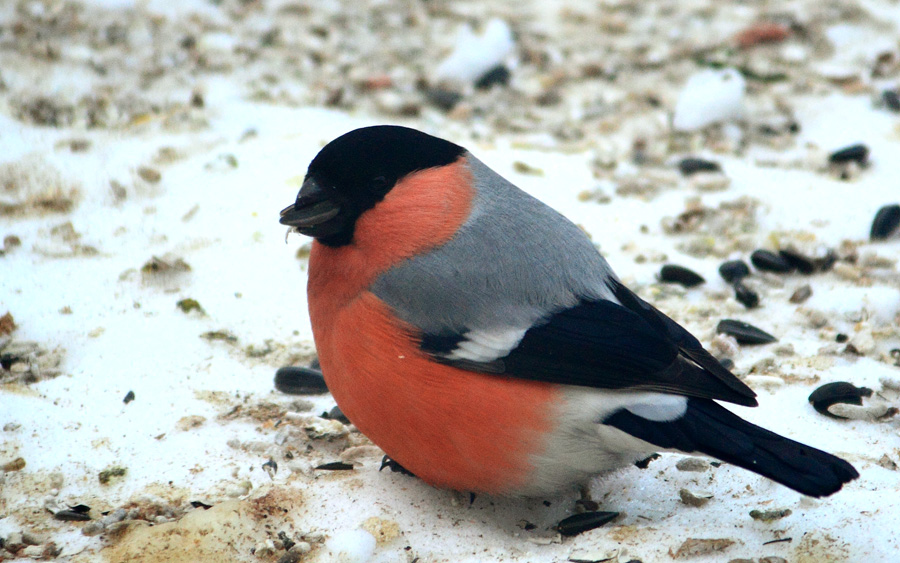долгожданный гость