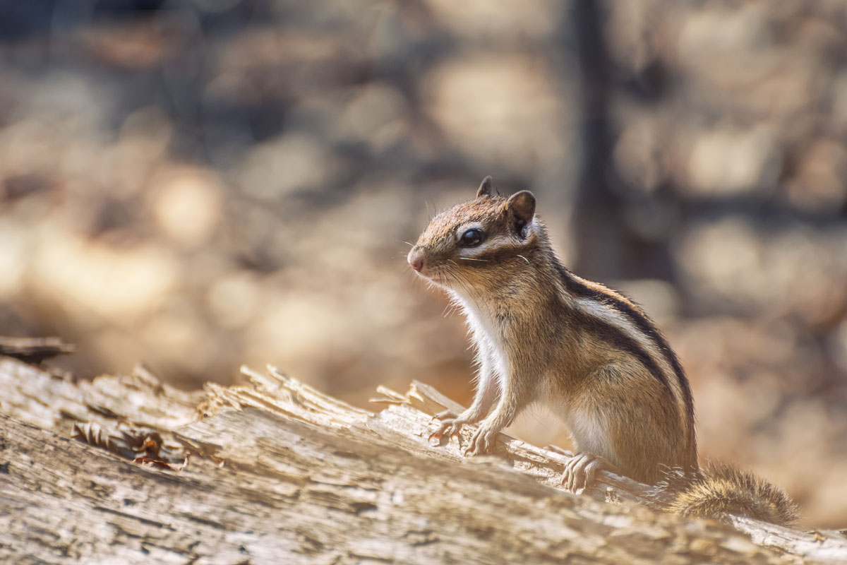 После зимней спячки