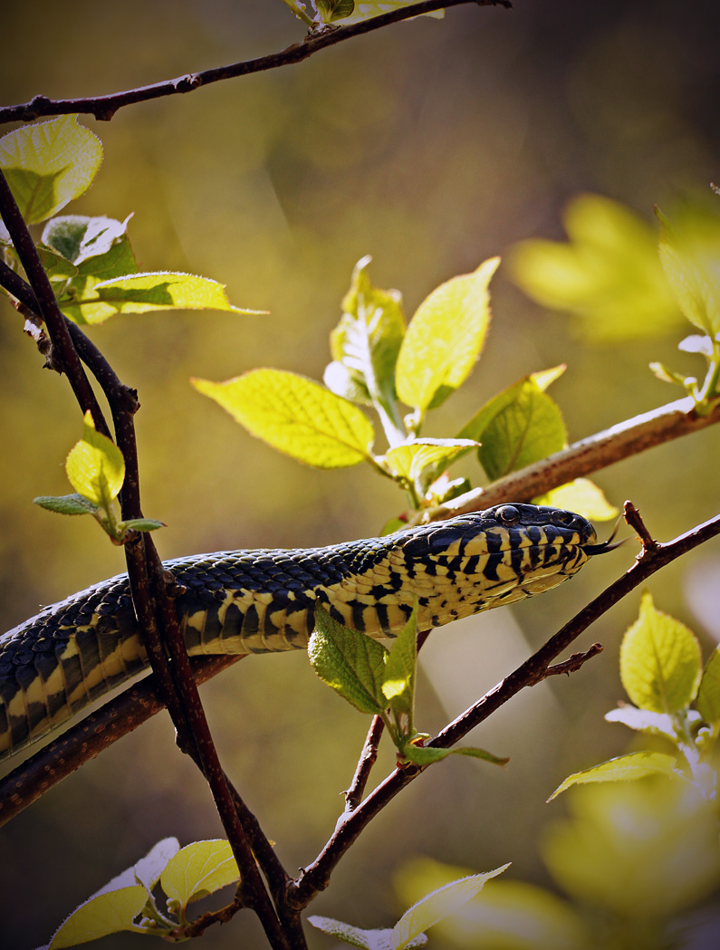 Проба на язык;)