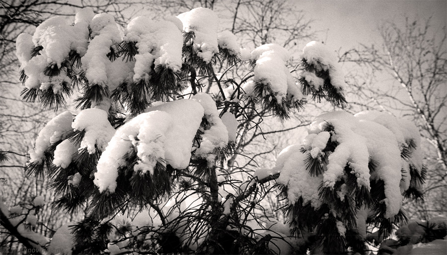 ..мягкие лапы зимы