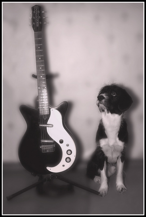 Пес и гитара