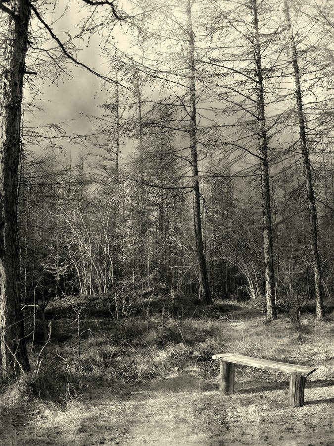 эффект присутствия (Лесные зарисовки №2)