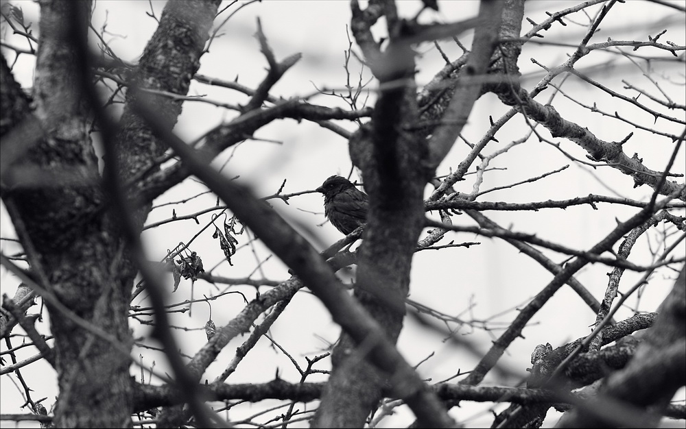 Чёрная птица сомнений