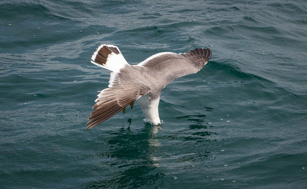 косим под страуса