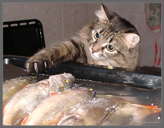 Пока Хозяйка не видит...