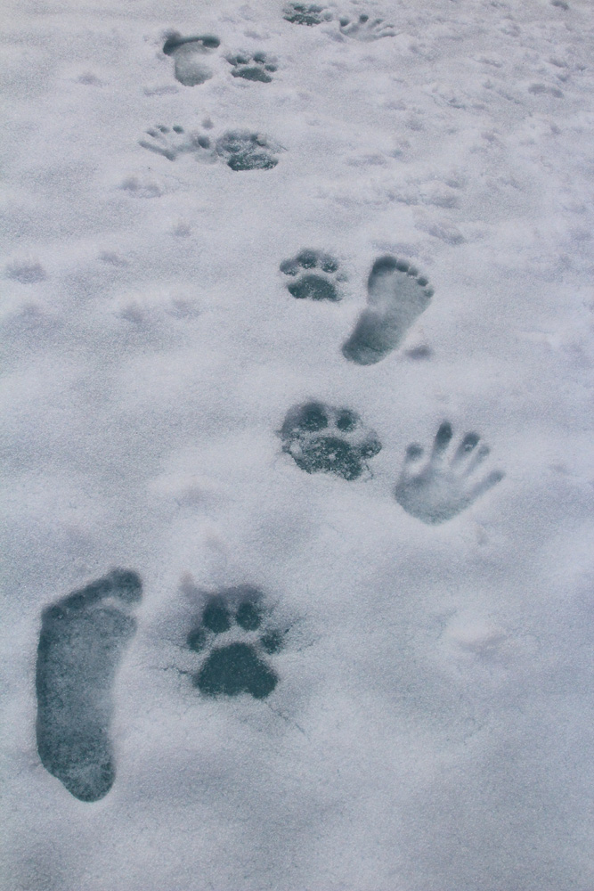 Так мы СЛЕДим за тиграми :)