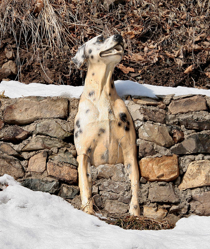 замуровали собачку...