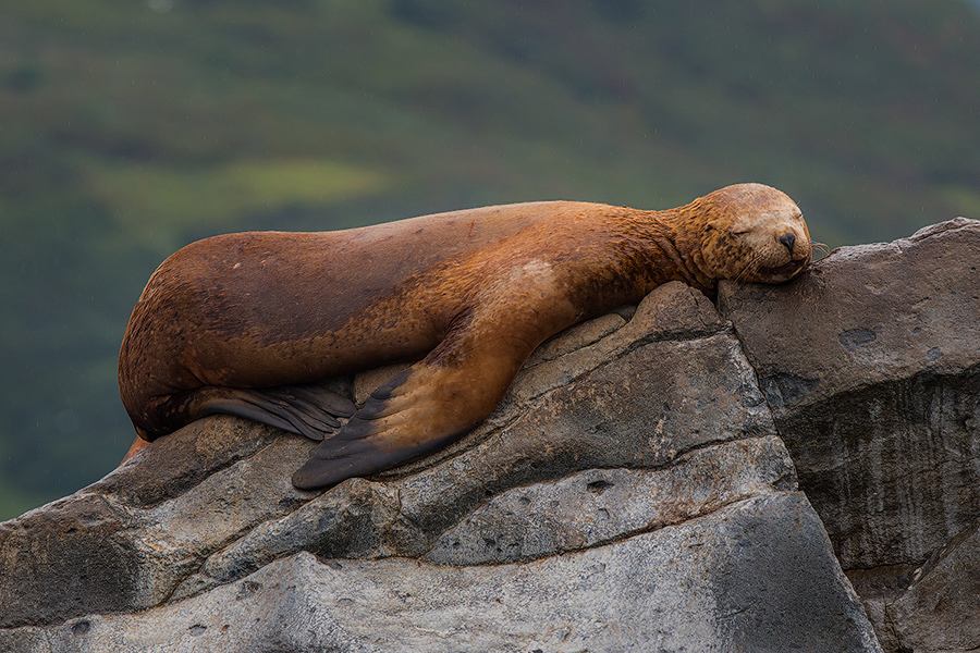 Сладкий сон
