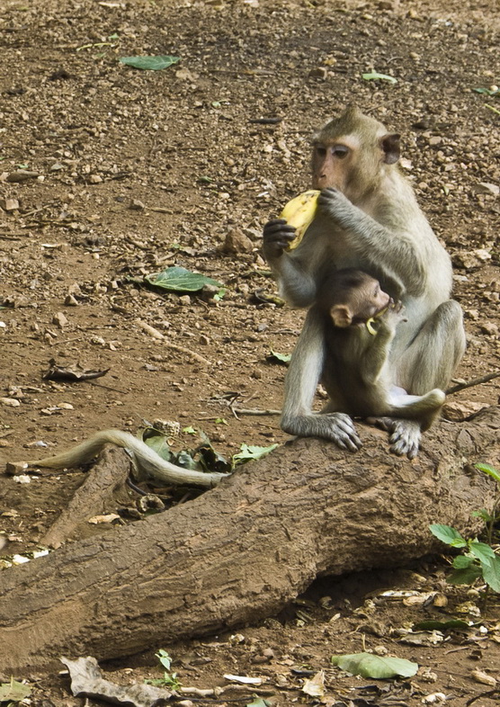 Семейный завтрак)