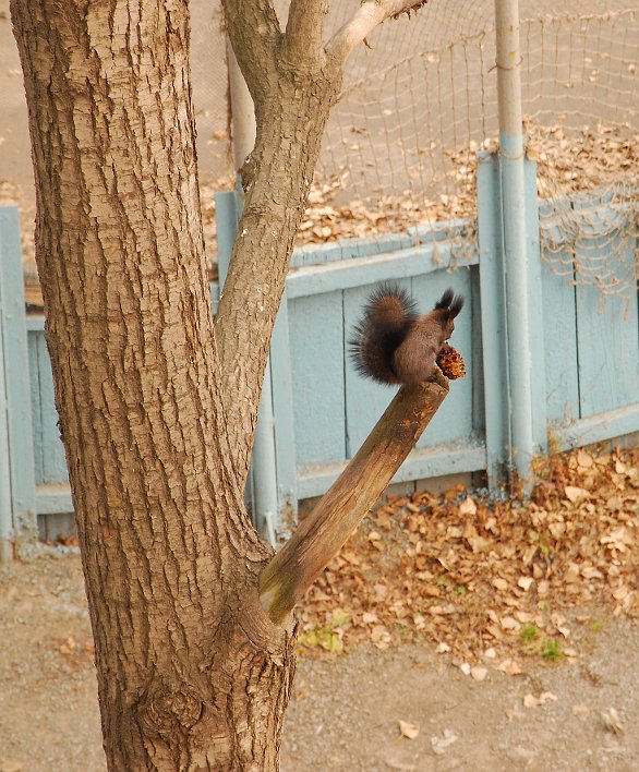 городская белка