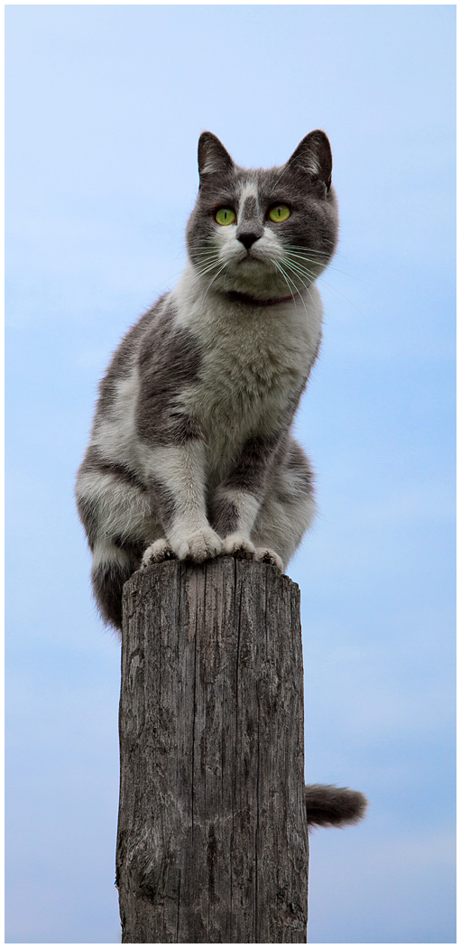 Столбовой внимательный