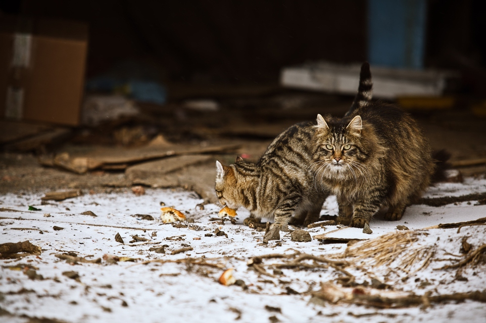 Кушай, дорогая, я на стрёме!