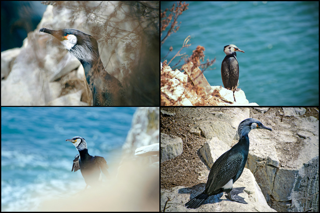 Фотоохота на бакланов