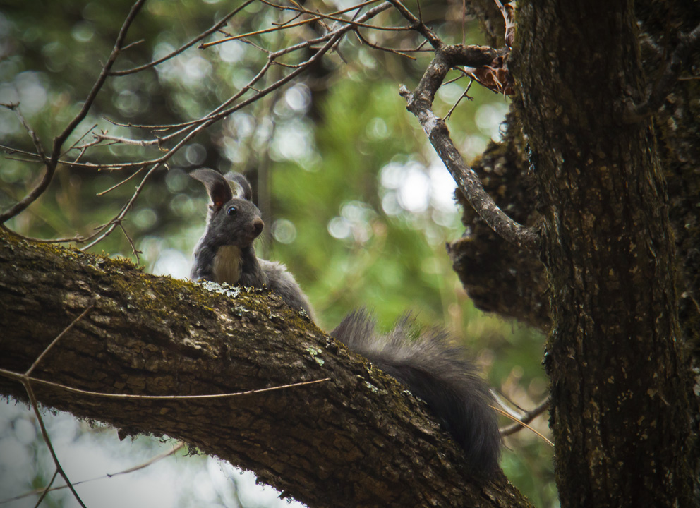 Беличьи рожки