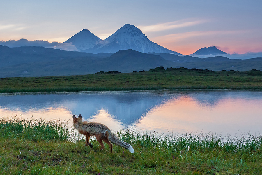 Лис в Долине великанов