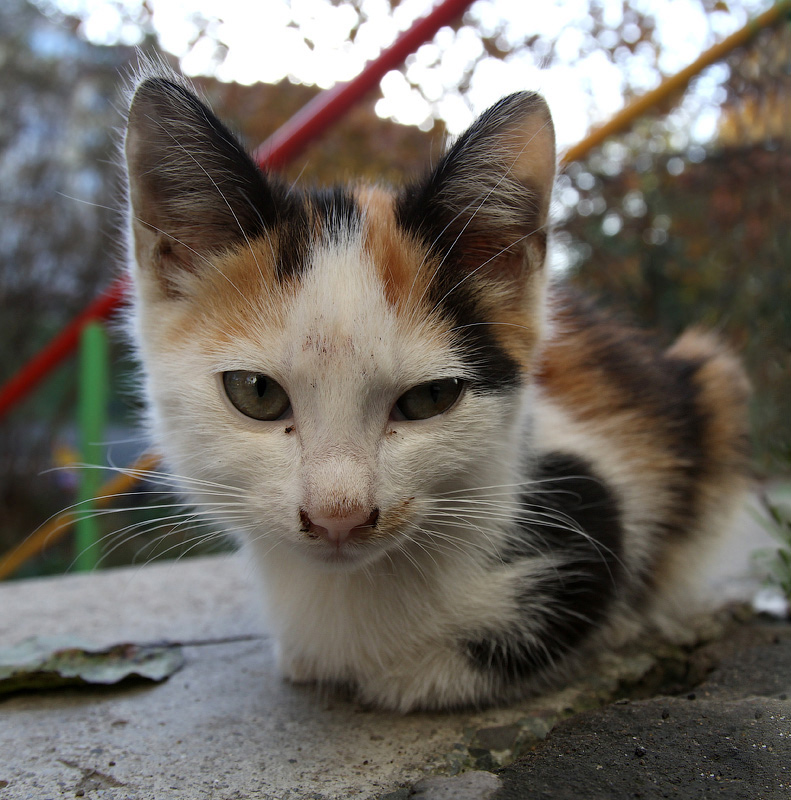 Почесать не забудьте...