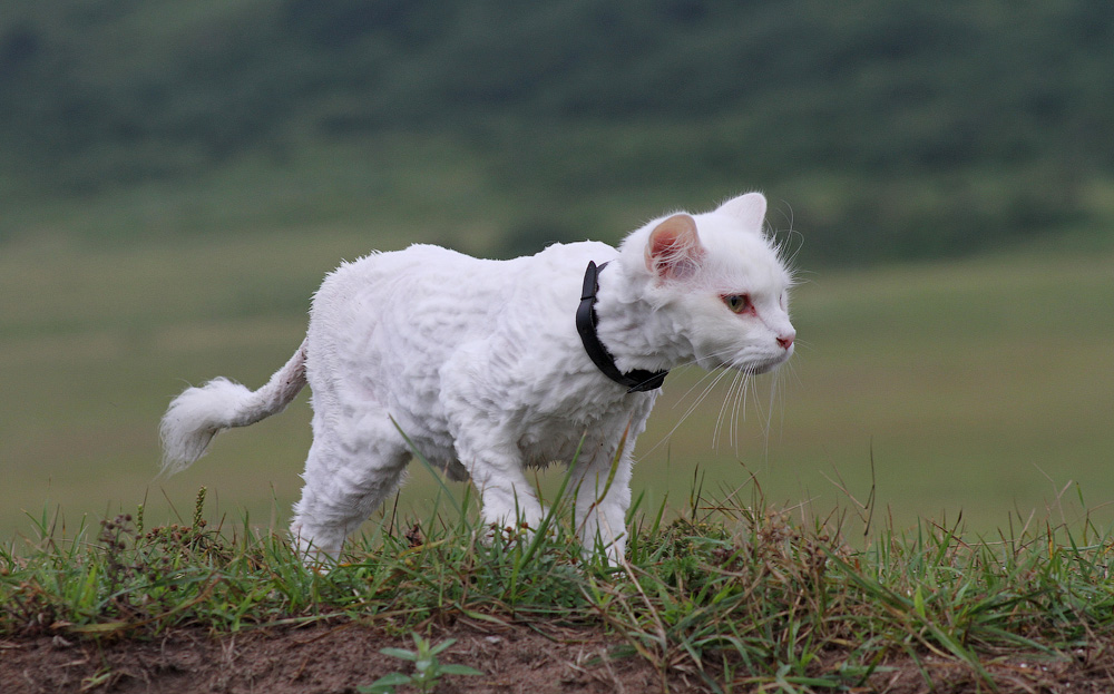 Кото-лев Маака Дальневосточный