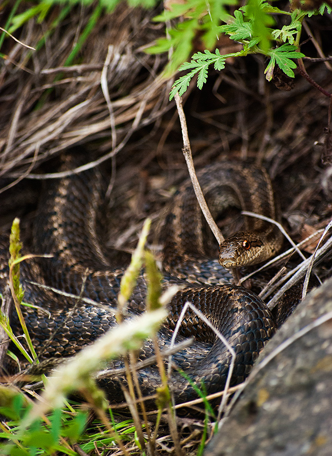 маленькая беззащитная змейка