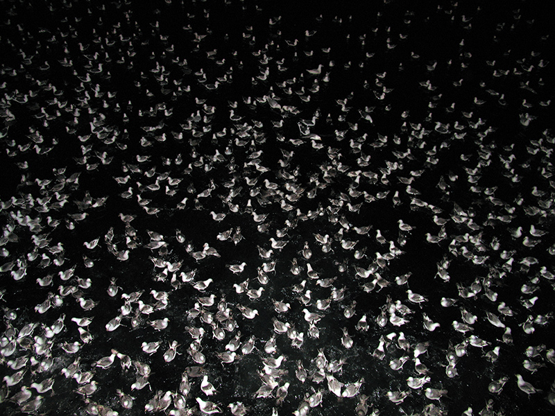 Дай дай дай