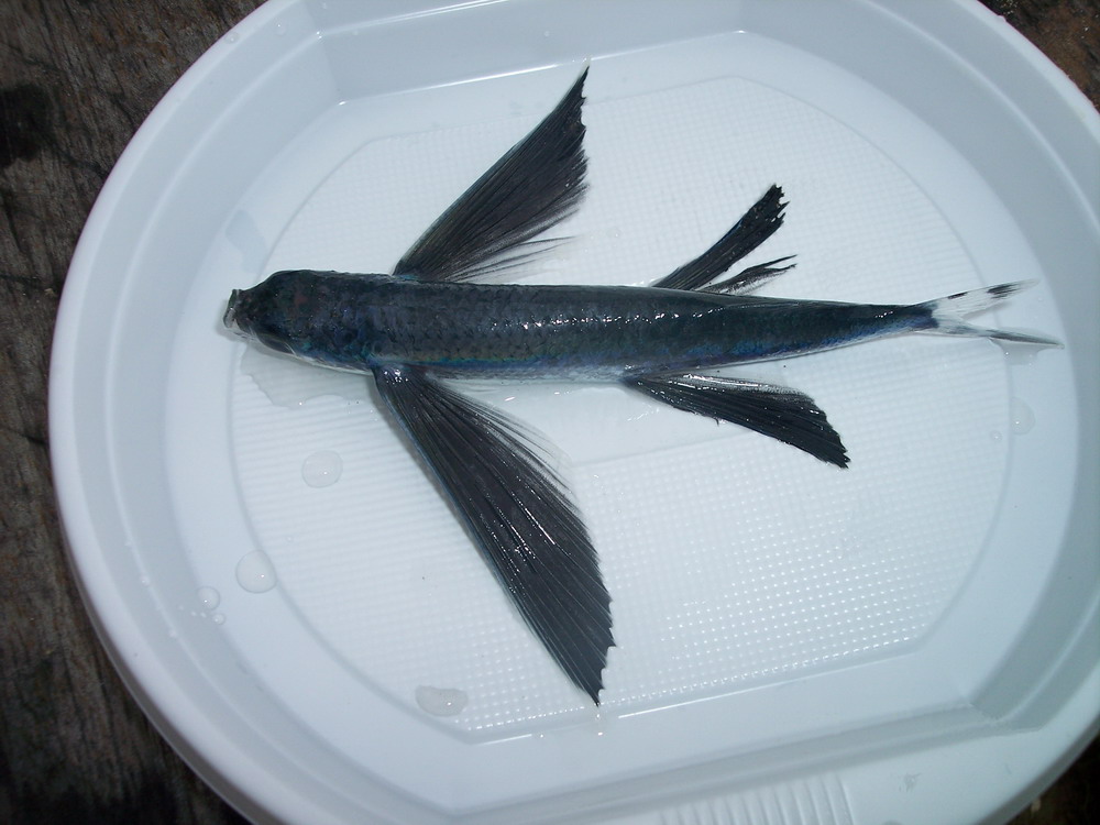 Летучая рыба