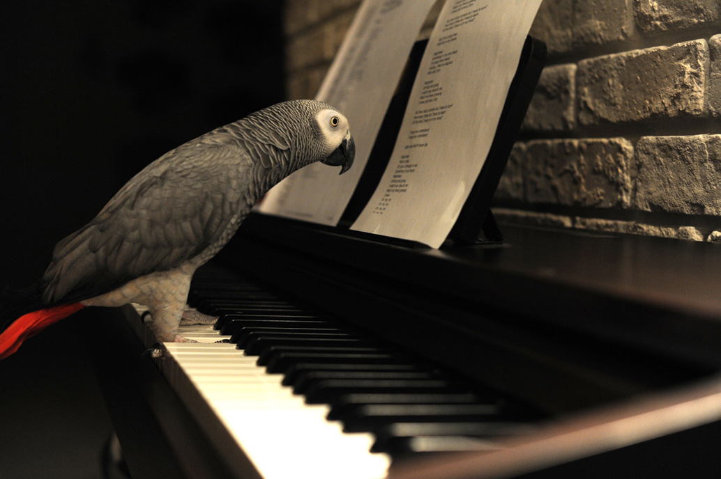 Ozzi, "For Whom The Bell Talls"