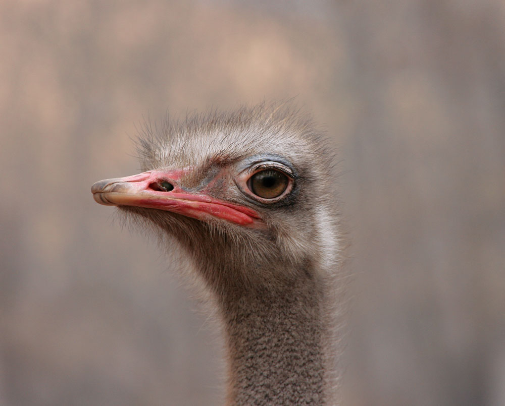 зрит в саму корень