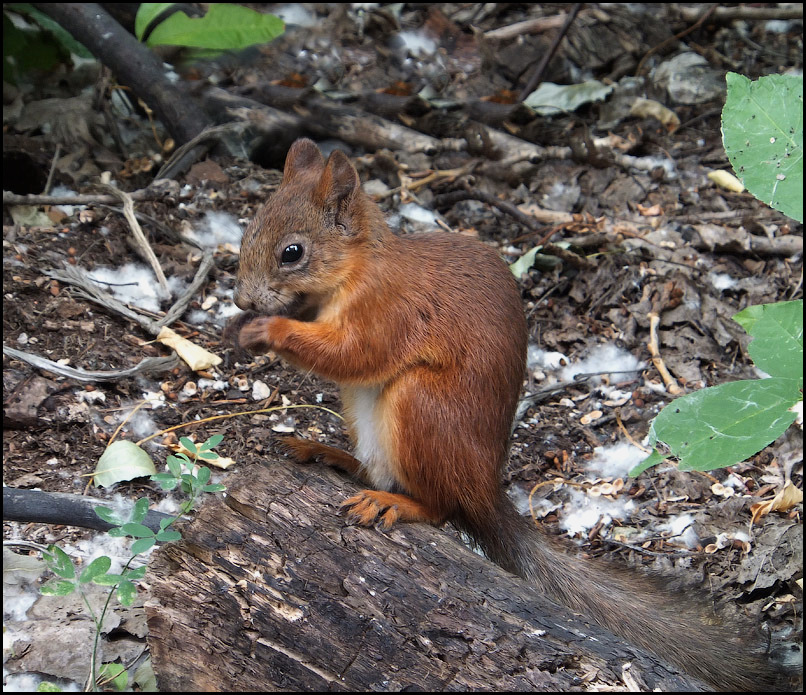 Гостья вот...