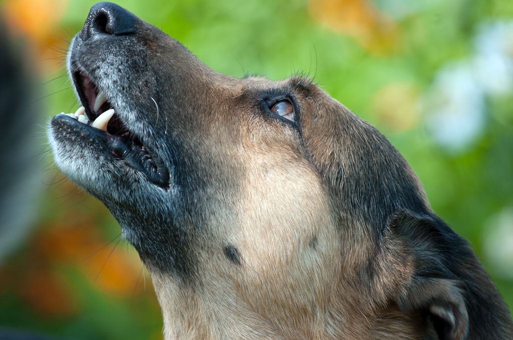 С поём же друзья !!