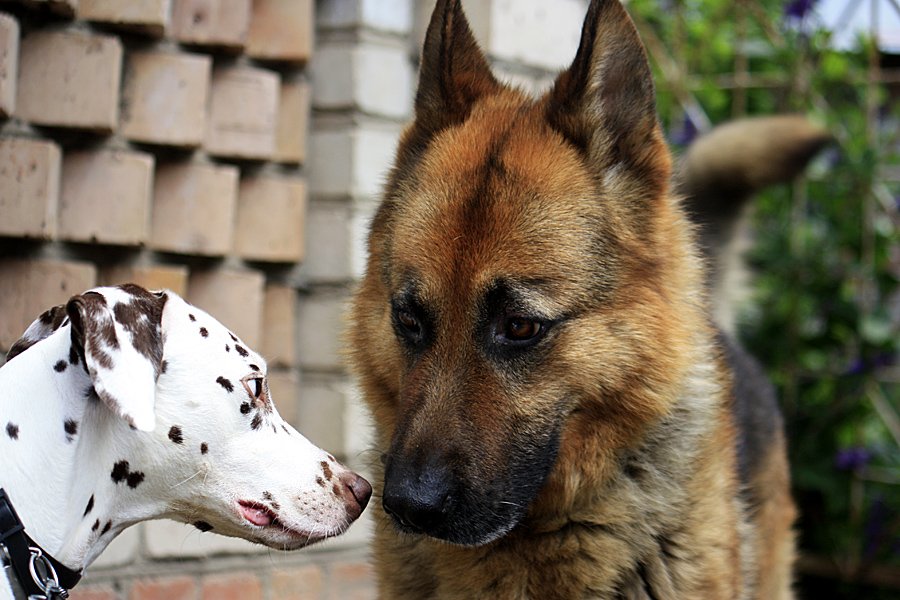 Застенчивость..