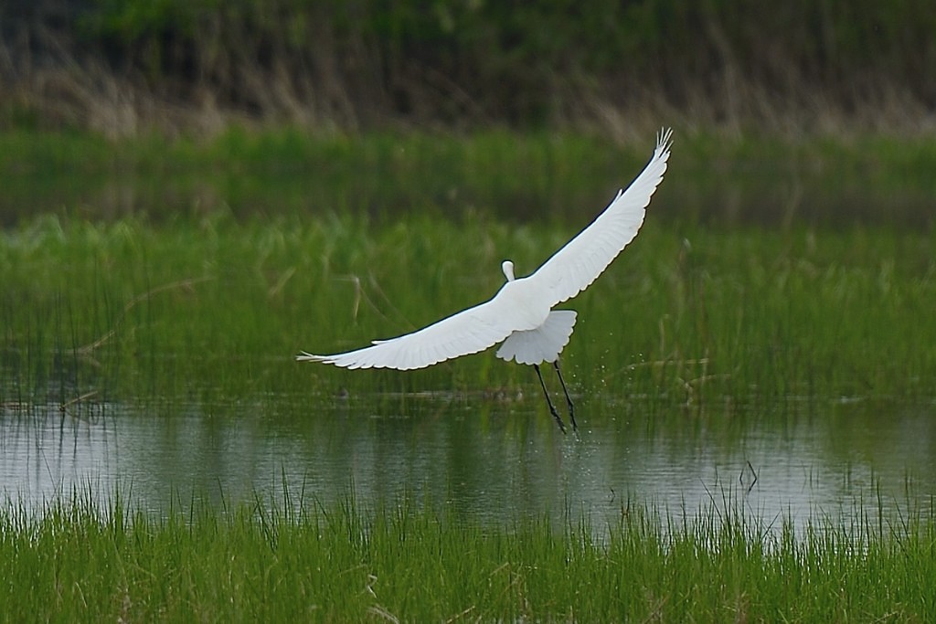 белая ворона Маака