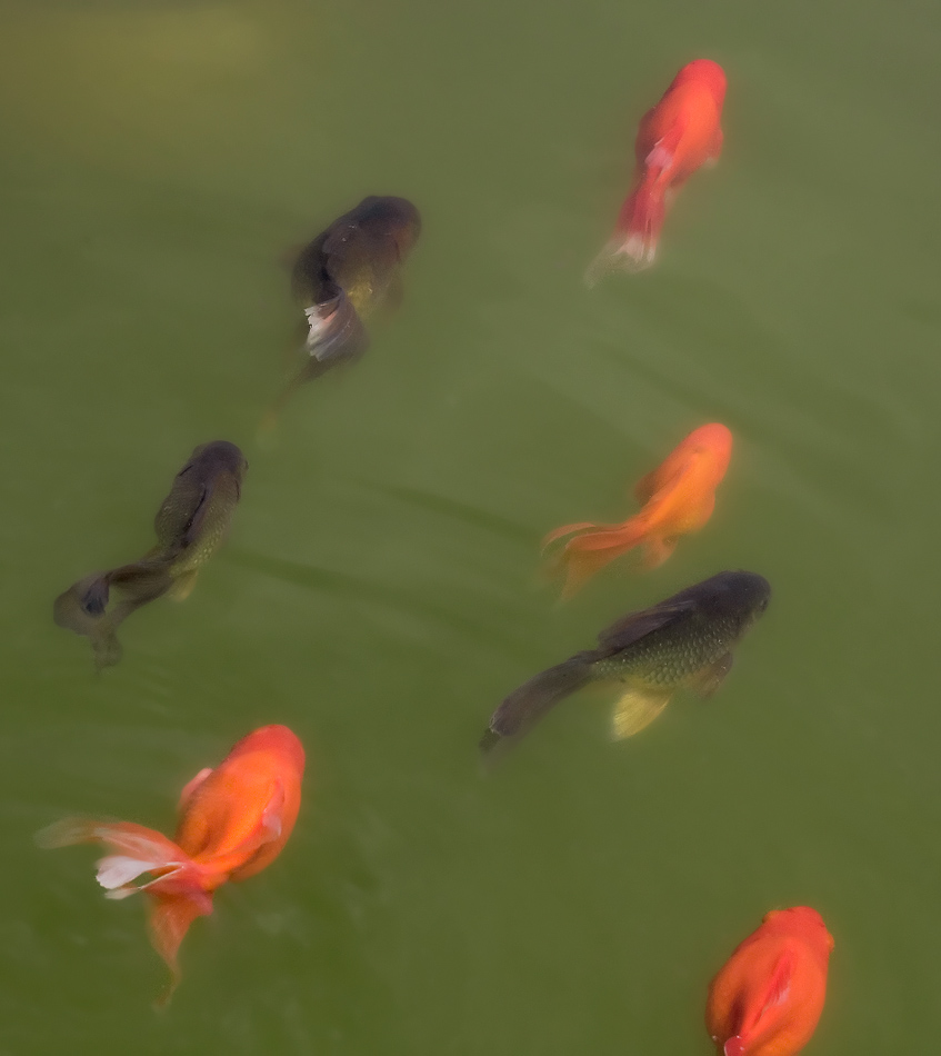 Золотые рыбки